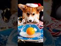 Longyin Egg Is So Cute!🤤😲😍 (ASMR) | Chef Puppy Cooking #tiktok #Shorts