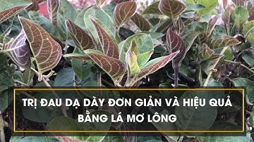 Mẹo chữa đau dạ dày cực đơn giản và hiệu quả bằng lá mơ lông