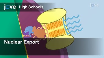 Nuclear Export | Cell Bio | Video Textbooks - Preview