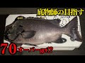【石鯛釣り】底物師が目指す!!７０オーバー捕獲⁉