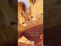 【優先順位】#ライオン #lion #子育て #夫婦 #野生動物 #野生 #アフレコ #あるある #母親