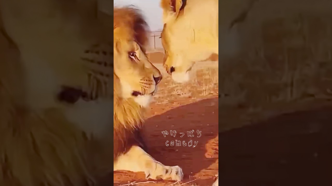 【優先順位】#ライオン #lion #子育て #夫婦 #野生動物 #野生 #アフレコ #あるある #母親
