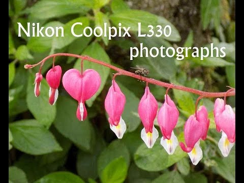 Photo testing the Nikon Coolpix L330  May 2015