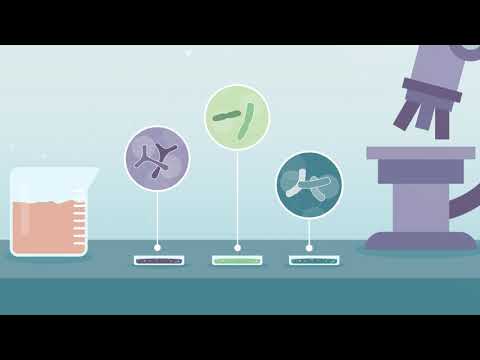 Video: Differenza Tra Lactobacillus E Bifidobacterium