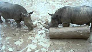 Rhinos At The Houston Zoo Lock Horns Over Toy