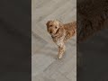 This pup loves his new SPC Flooring — waterproof, scratch resistant, and pet-approved! 🐾