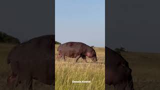 An Injured Hippo after deadly Territorial Fight | #hippo #wildlife #shorts