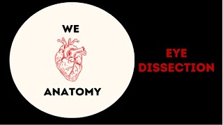 Cow Eyeball Dissection