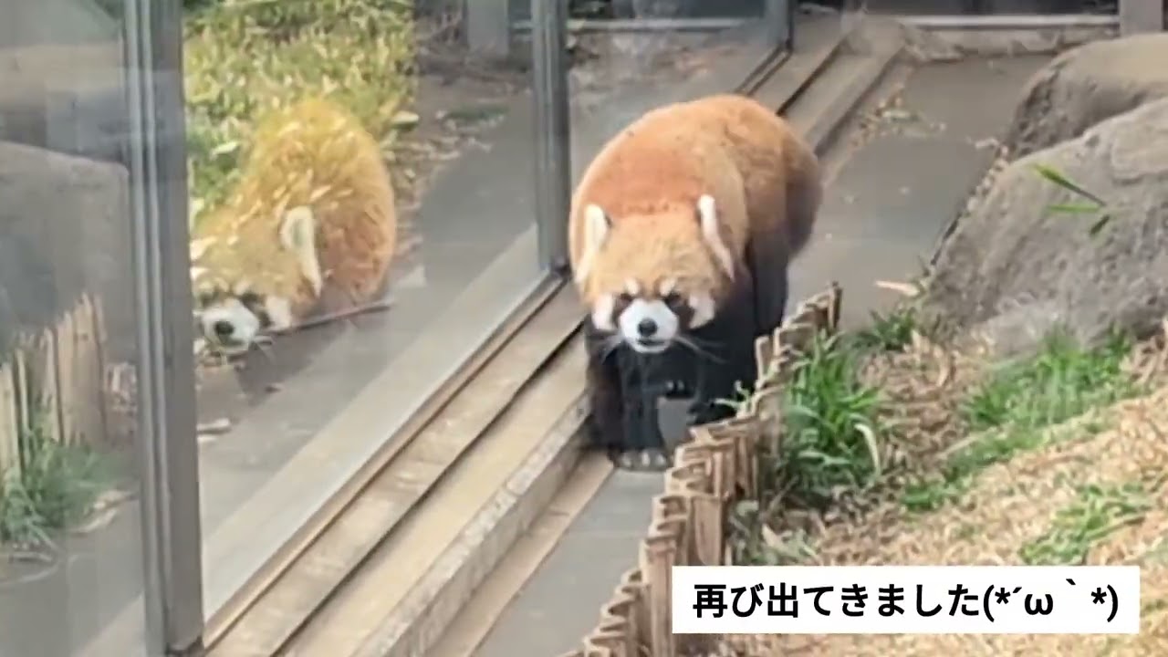 上野動物園 西園にいる2頭のレッサーパンダ 2026.02.22