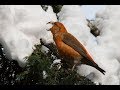 клест еловик (Loxia curvirostra, Red crossbill) Moscow 2018