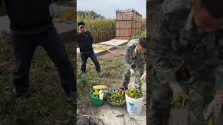 一家人收拾菜园子，摘今年的最后一波秋菜，卖相不好，也得留着慢慢吃，入冬以后再吃青菜就得出去买了！春种秋收、一年又一年！#我的乡村生活 #丰收季 #秋收冬藏