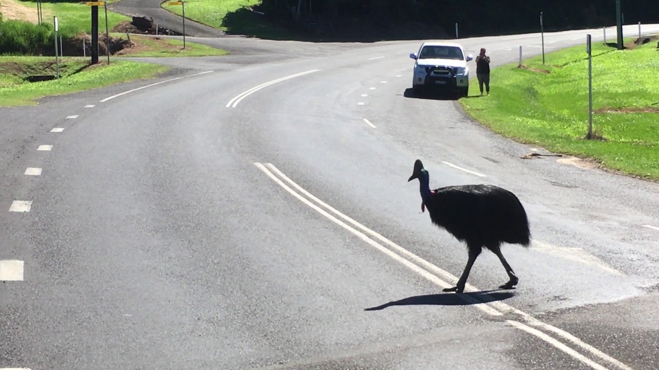 Cassowary, Mission Beach North Queensland YouTube
