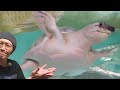 ウミガメ ··· スッポン ··· いや···、似ているけど全然違う可愛らしい水槽生物とはA closer look at the ecology of the soft-shelled turtle