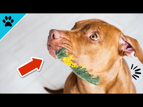 Video: Können Hunde Übelkeit bekommen?