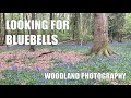 Looking For Bluebells | Woodland Photography
