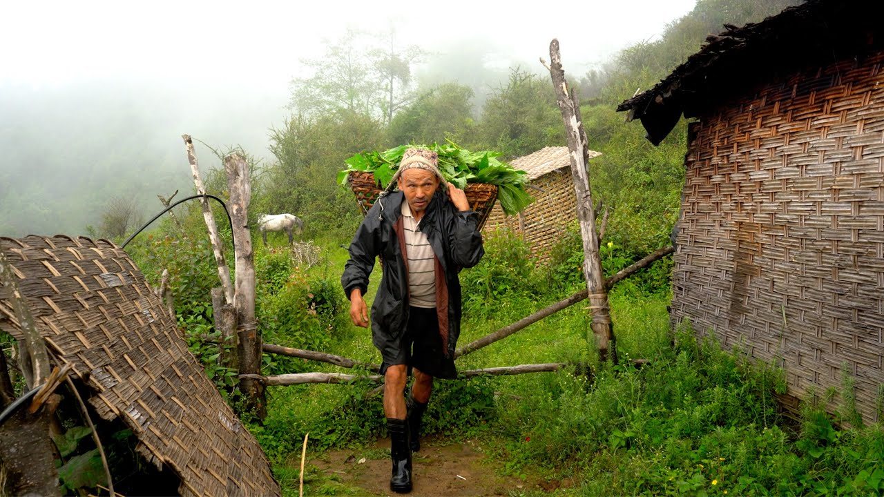 jungle man is a hardworking man , he takes pig fodder from the jungle || @Jungle Family Cooking