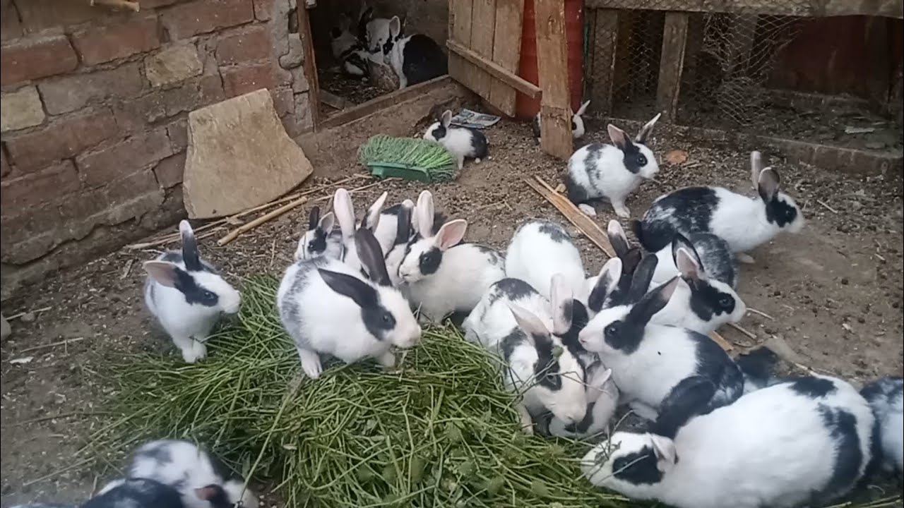 اجابات علي اسئله المتابعين الارانب بتولد في الصيف الارانب بتاكل عيالها واسئله تانيه تربيه الارانب