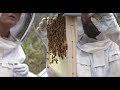 Hive Inspection Feb 8 2019