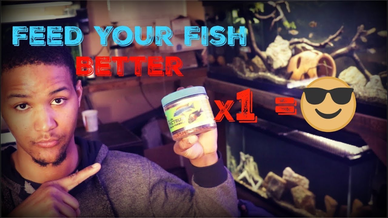 planted tank ph Why I Only Feed My Fish Once A Day Now