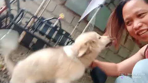 Ang Utong sinamahan ng Talong.