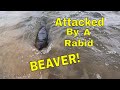 Dangerous wildlife man attacked by a rabid beaver