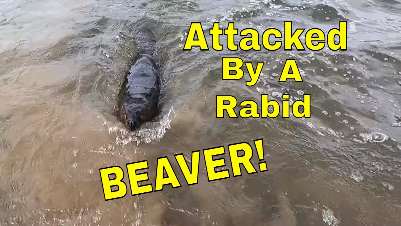 Danger On The Potomac : Attacked By A Rabid Beaver