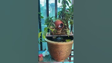 Trúc quân tử trồng chậu trước cổng nhà 🤭❤️🍀