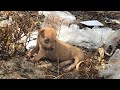 Pets Rescue | Rescue Rescuing A Paralyzed, Abandoned Puppy On The Road That No One Cares - Poor dog