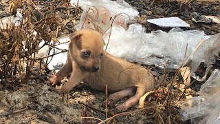 Pets Rescue | Rescue Rescuing A Paralyzed, Abandoned Puppy On The Road That No One Cares  Poor dog