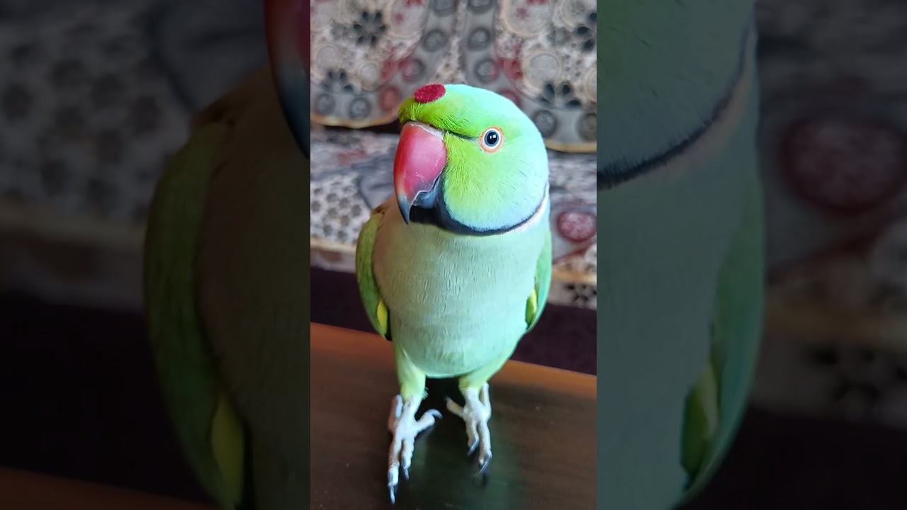 Mobile wala fever🤒 