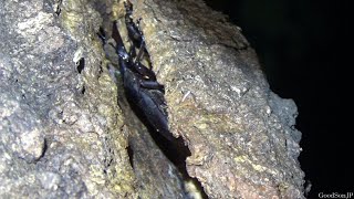 【気温10℃】寒冷地の超田舎で真夜中にシーズン初期のクワガタ採集をしてみた / 採集中の怖い話【2025年カブトムシ・クワガタ採集】