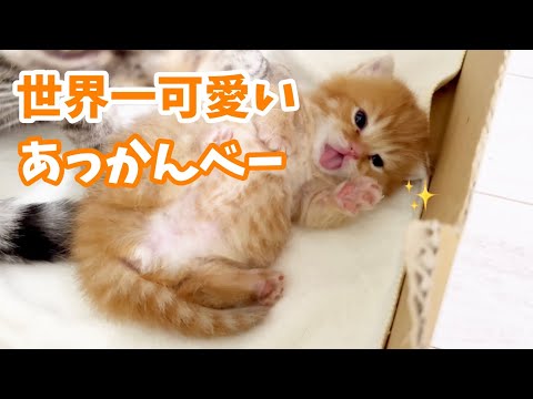 世界一かわいいあっかんべーをするマンチカンの子猫 中国新闻 世界一かわいいあっかんべーをするマンチカンの子猫 中国新闻