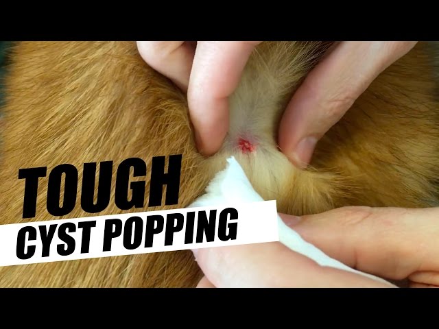 how do you clean a popped cyst on a dog