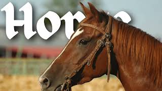 Horse Whinnying Sounds 🐎 | Real Neighing & Calling Audio screenshot 5