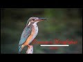 Common Kingfisher ~BirdCall~ BirdSongs ~ Qatar