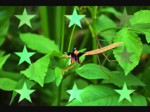 蝶飛花舞　～　蝶舞~01.wmv