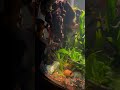 100 gallon Cardinal tetra tank #aquarium #biosphere #plantedtank #fish #cardinaltetra #freshwater