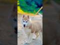 #dogshorts #husky  #shortsfeed #shorts #funniestvideo #faint #uglies #bloopers #headtilt #runts