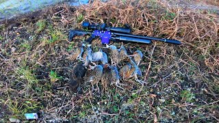 BRUTAL‼️EXTRABIG GOBLIN HUNT SINTAR SAWAH PART 2