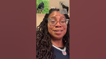 Are PitBulls Naturally Aggressive Dogs? #pitbull #doglover #storytime