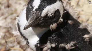 African Penguins Shed Their Feathers Amazing Videos Wild Wonders