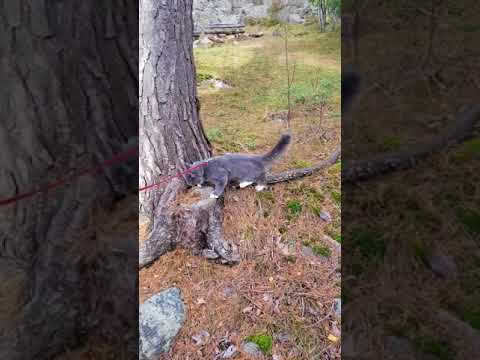 Video: Overflødig Fosfor I Blodet Hos Katter