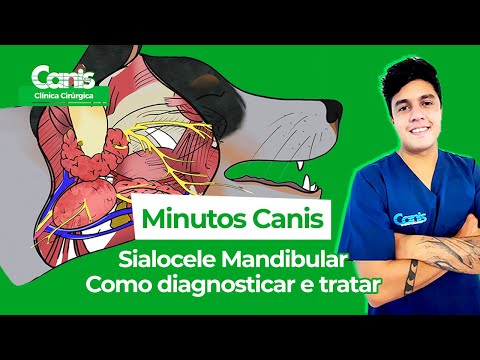 Sialocele Mandibular - Como diagnosticar e tratar - Minutos Canis - Clínica Cirúrgica