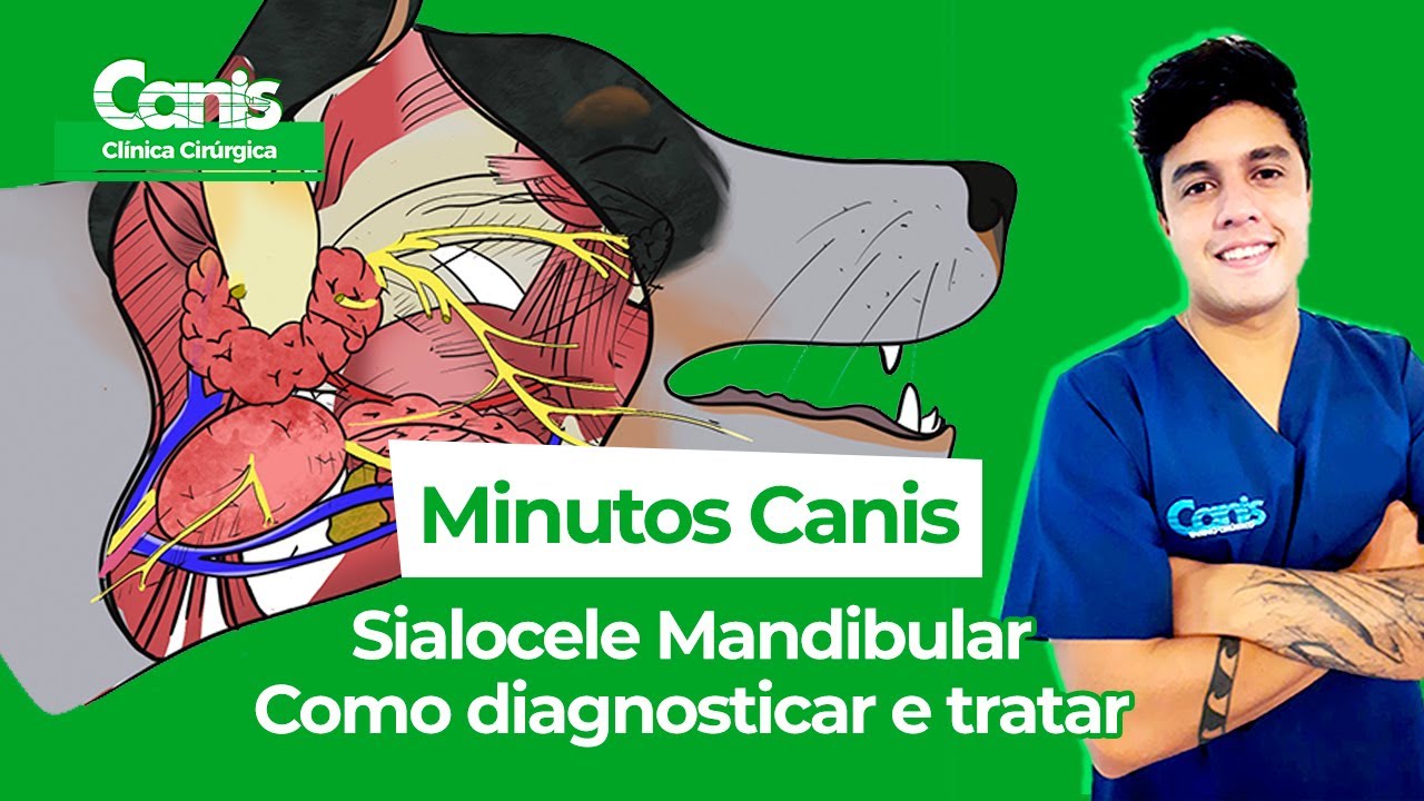Sialocele Mandibular - Como diagnosticar e tratar - Minutos Canis - Clínica Cirúrgica