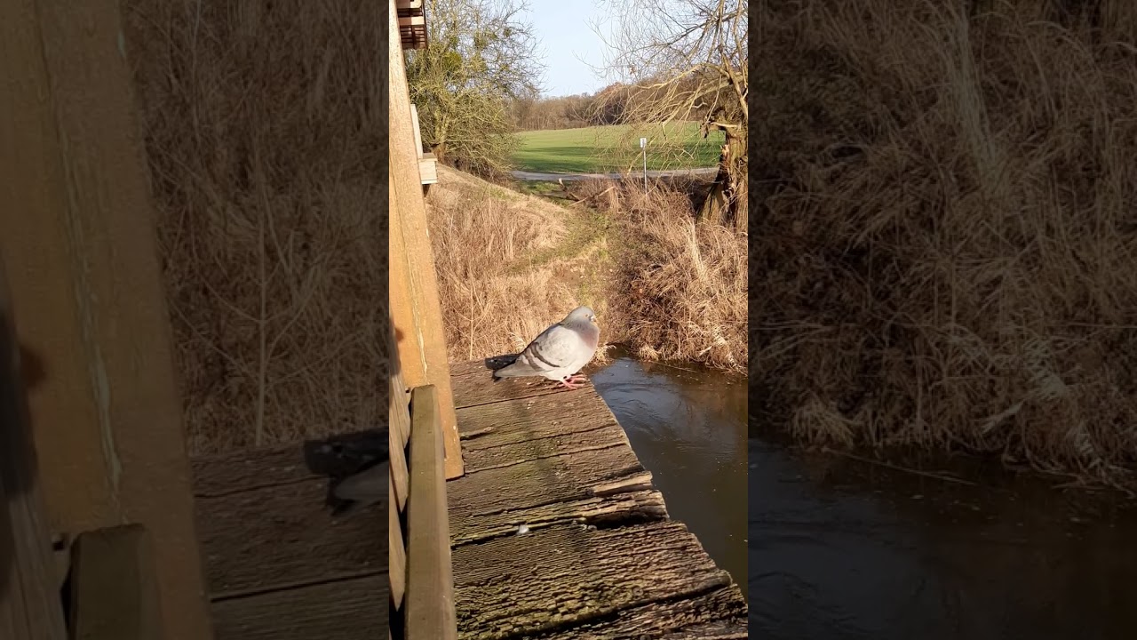 #Glaubst #du, #es #ist #eine #Taube #?