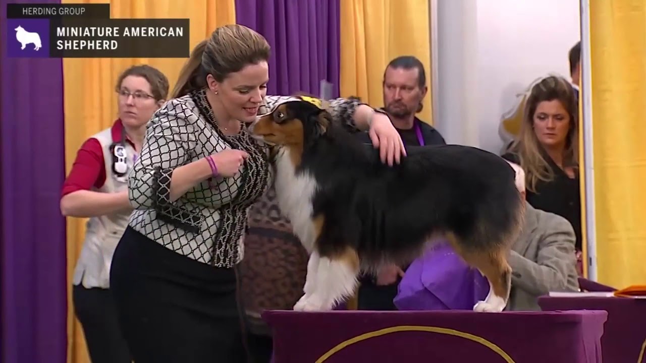 kontakt buket tøffel Miniature American Shepherd | Breed Judging 2020 - YouTube