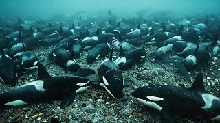 O Que Acontece com As Orcas Quando Elas Começam a Comer Pessoas e Por Que Elas Não Atacam Humanos