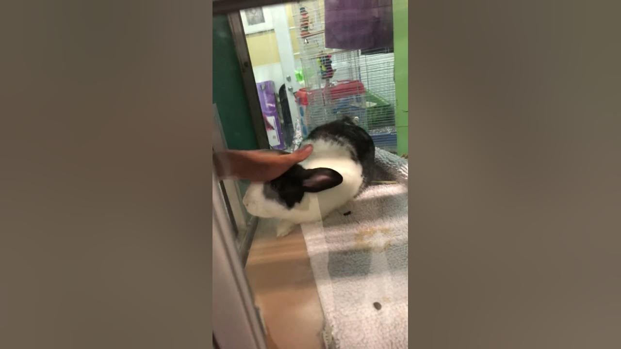 This rabbit really loves being rubbed YouTube