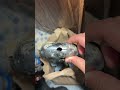 Replacing a crusty chrome P-Trap! #plumbing #plumber #bluecollarworkers #bluecollarworkers