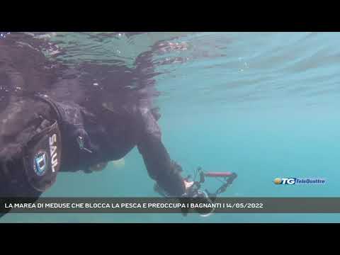 LA MAREA DI MEDUSE CHE BLOCCA LA PESCA E PREOCCUPA I BAGNANTI | 14/05/2022